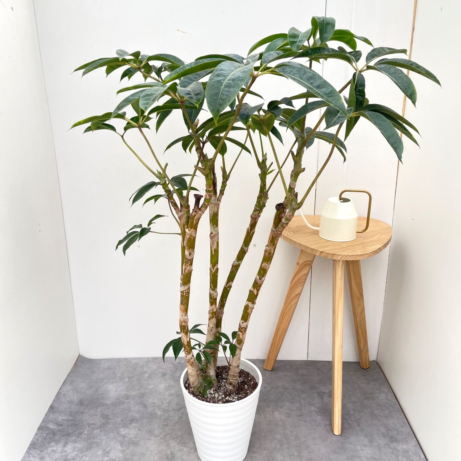 ツピタンサス　シェフレラ　ピュックレリ　8【現品】観葉植物　室内　大型