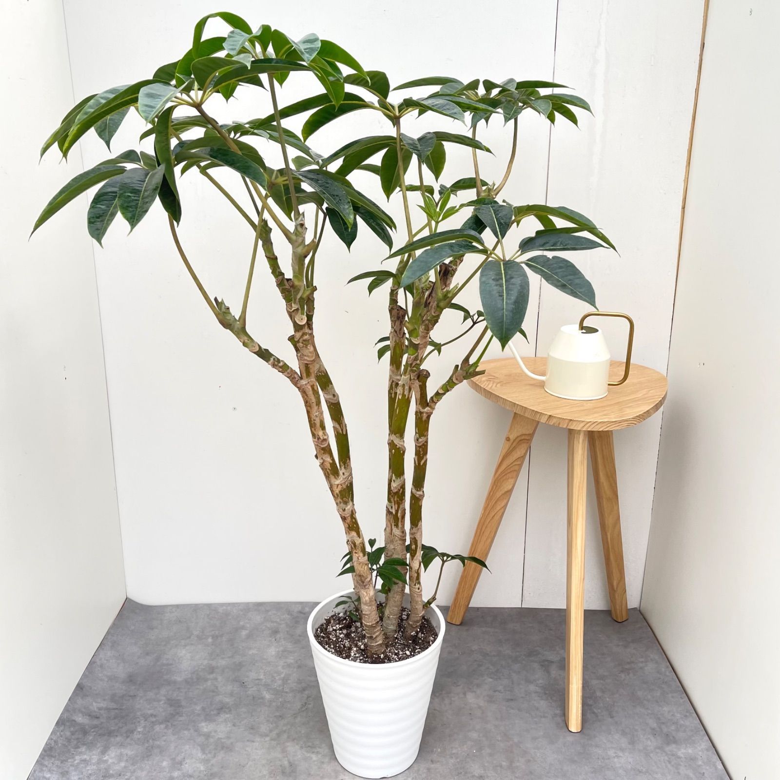 ツピタンサス　シェフレラ　ピュックレリ　8【現品】観葉植物　室内　大型