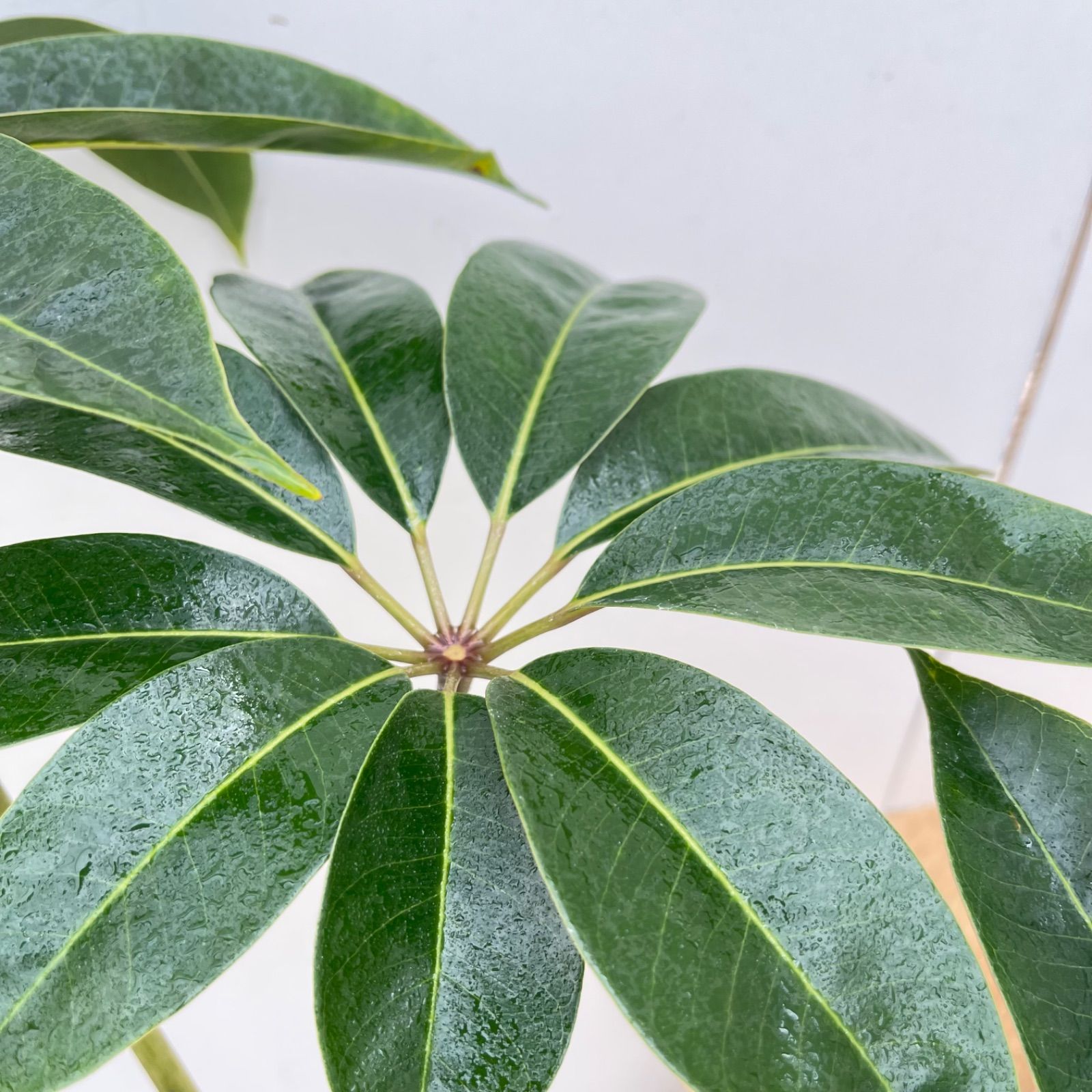 ツピタンサス　シェフレラ　ピュックレリ　8【現品】観葉植物　室内　大型