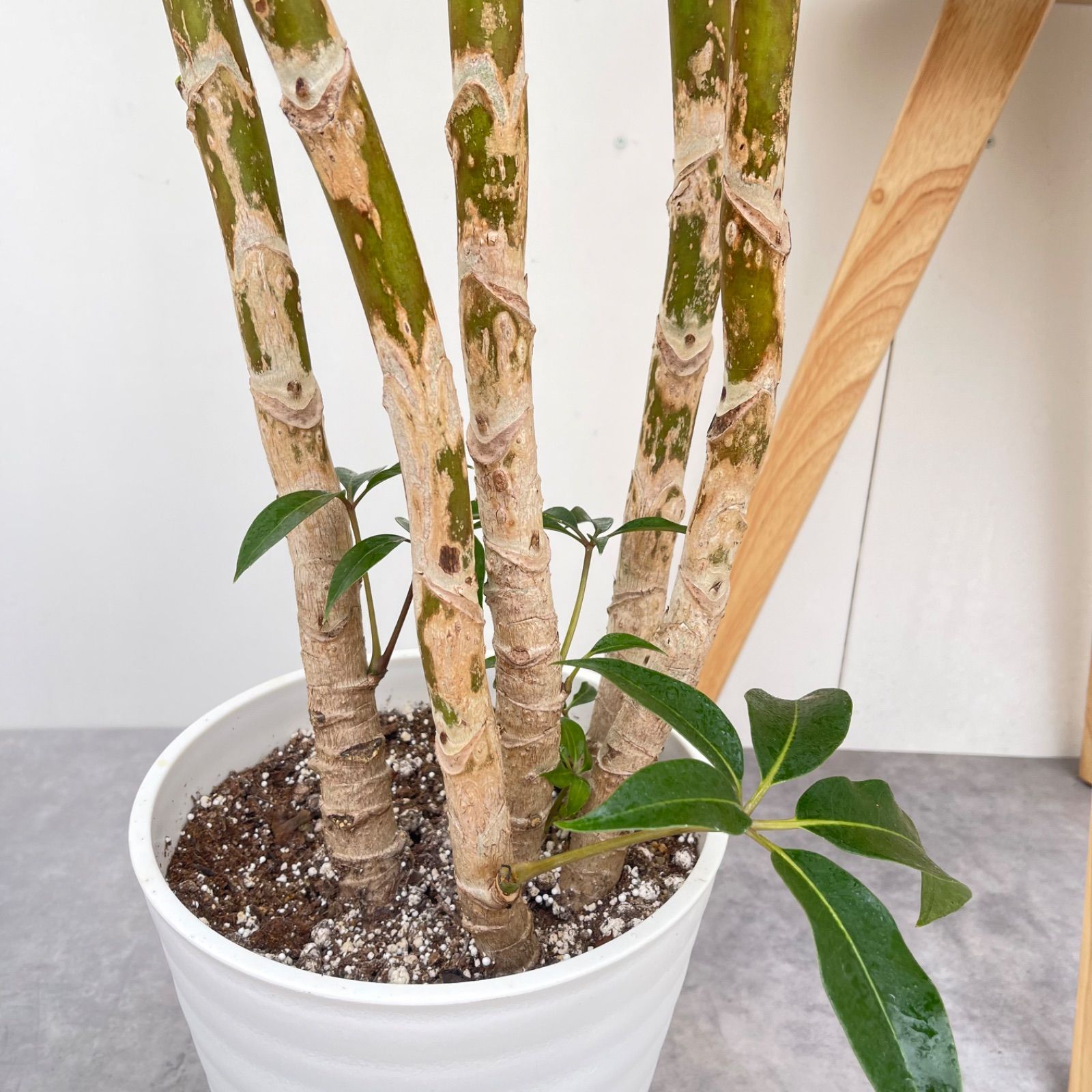 ツピタンサス　シェフレラ　ピュックレリ　8【現品】観葉植物　室内　大型
