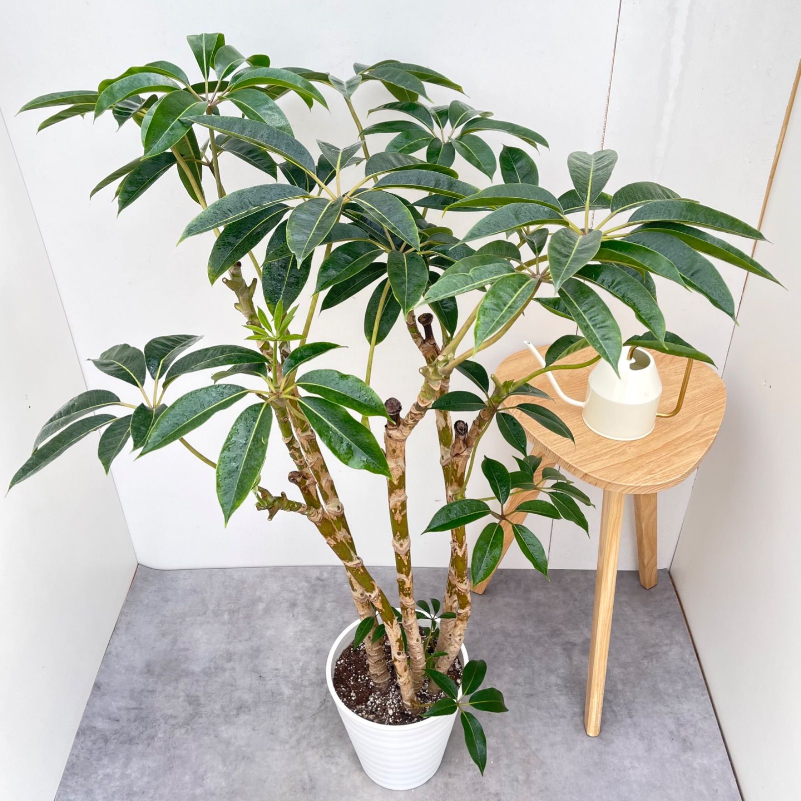 ツピタンサス　シェフレラ　ピュックレリ　8【現品】観葉植物　室内　大型