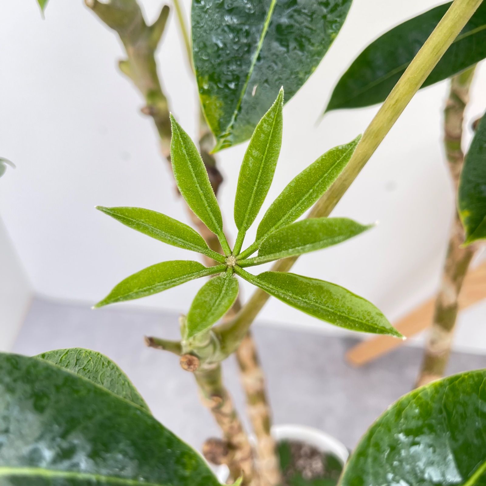 ツピタンサス　シェフレラ　ピュックレリ　8【現品】観葉植物　室内　大型