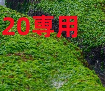20専用