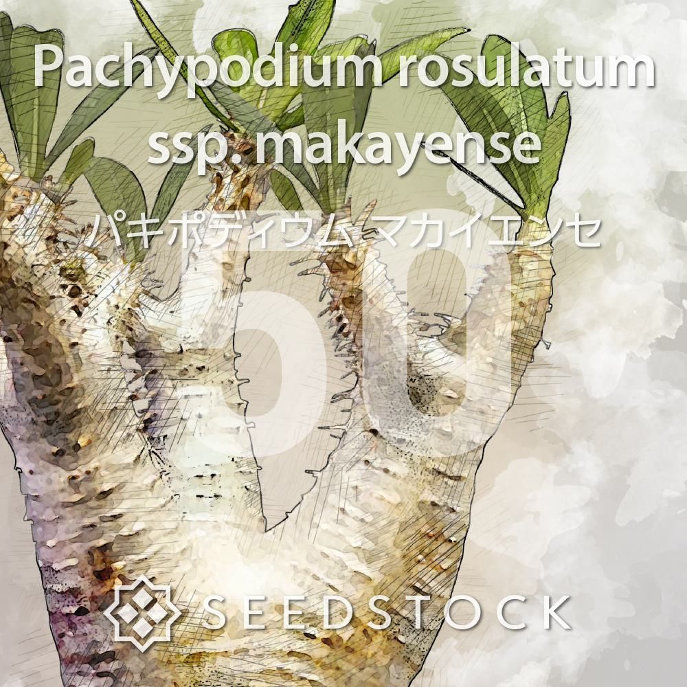 [種子] パキポディウム マカイエンセ Pachypodium rosulatum ssp. makayense 50粒