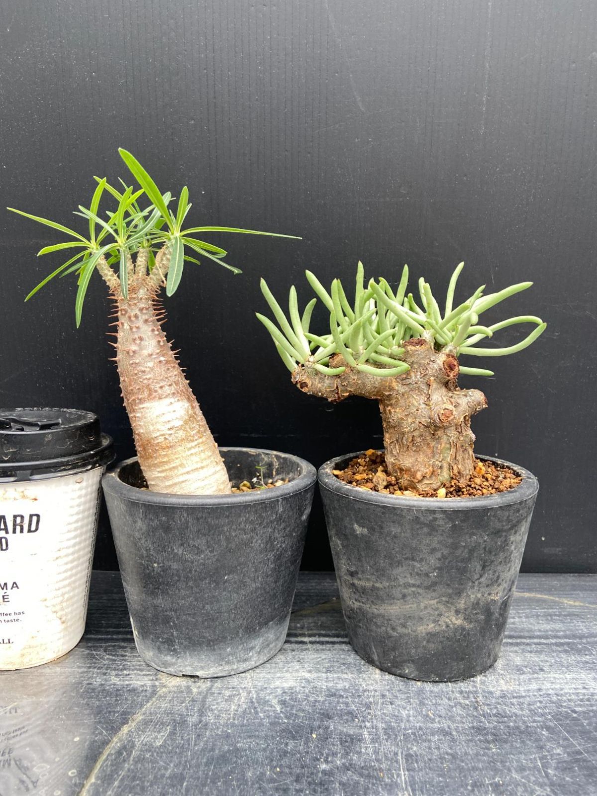 C002 「イベント品」T.ペアルソニー・P.グラキリス発根株　鉢植え2株セット【発根未確認・多肉植物・塊根植物】