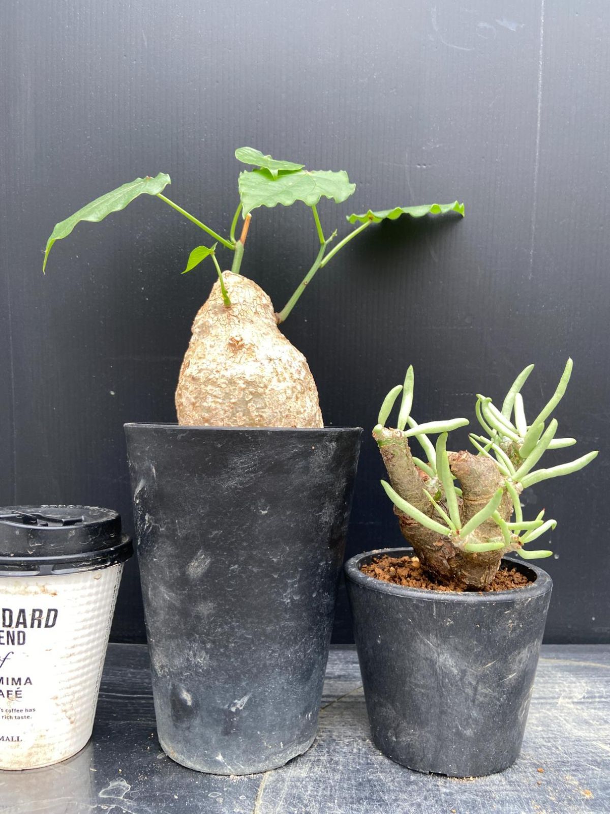 C006 「イベント品」T.ペアルソニー・A.クリスタルグリーン　鉢植え2株セット【発根未確認・多肉植物・塊根植物】