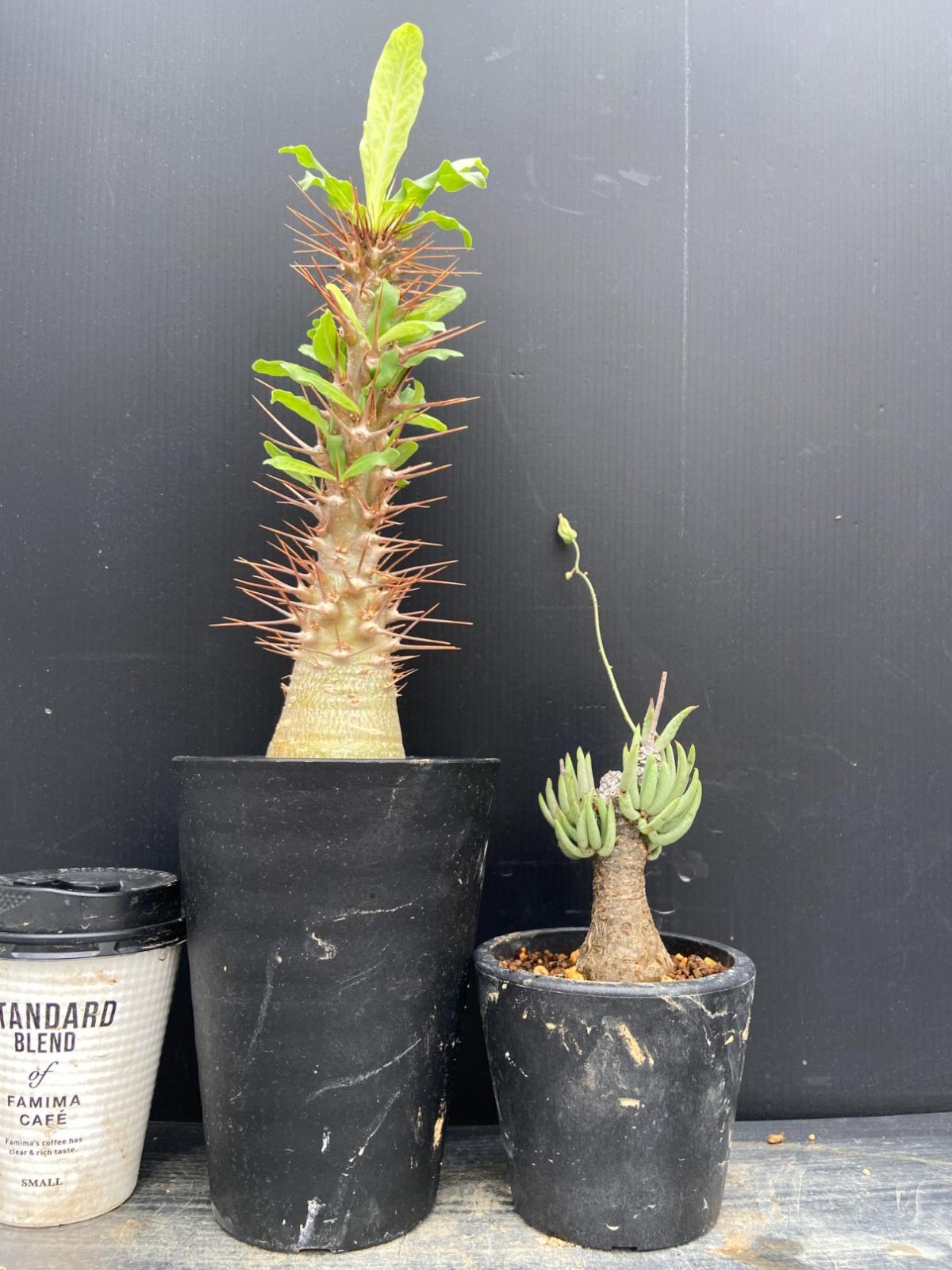 C017 「イベント品」T.ペアルソニー・P.レアリー接ぎ木　鉢植え2株セット【発根未確認・多肉植物・塊根植物】