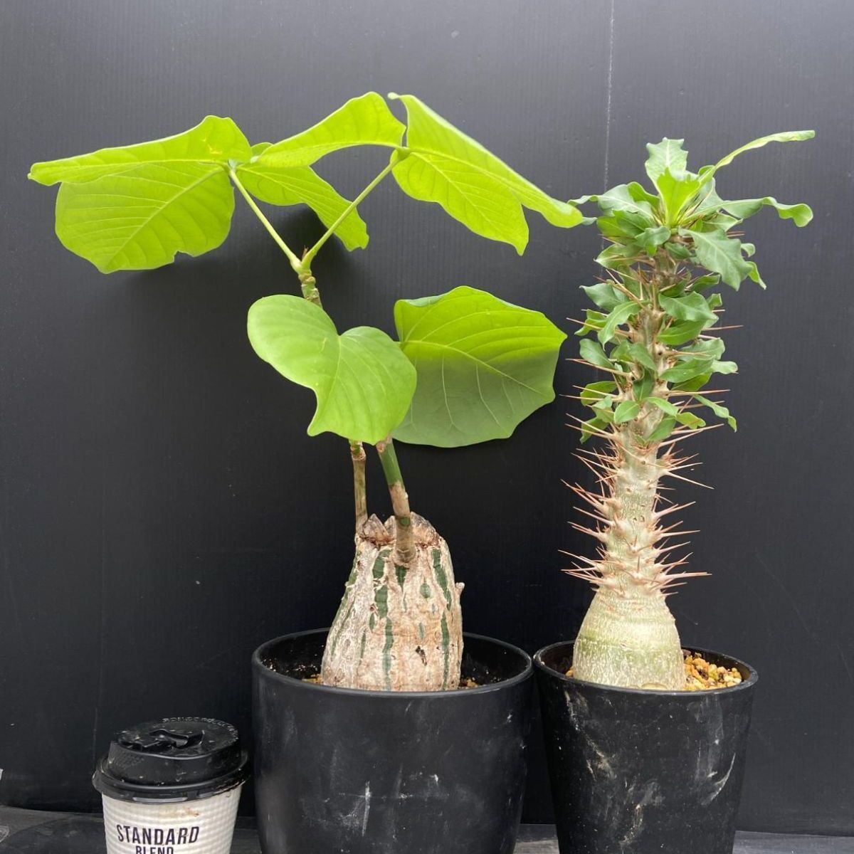 C031 「イベント品」プセウドボンバックス・P.レアリー接ぎ木　鉢植え2株セット【発根未確認・多肉植物・塊根植物】