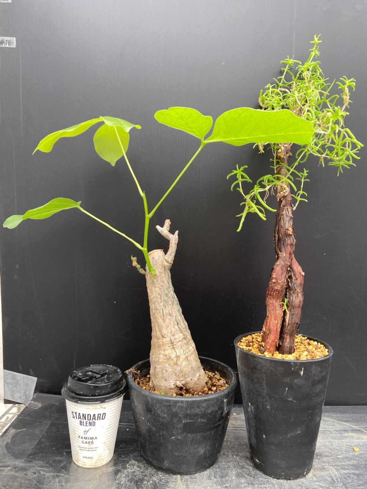 C032 「イベント品」プセウドボンバックス・メストクレマ　鉢植え2株セット【発根未確認・多肉植物・塊根植物】