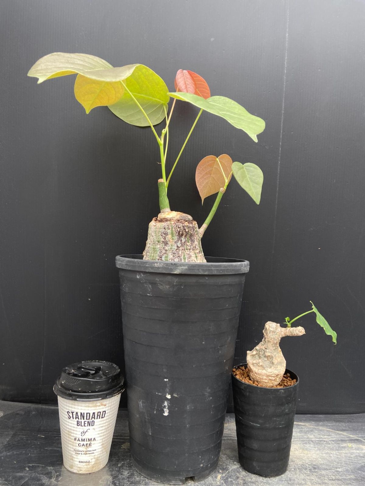 C033 「イベント品」プセウドボンバックス・A.クリスタルグリーン　鉢植え2株セット【発根未確認・多肉植物・塊根植物】