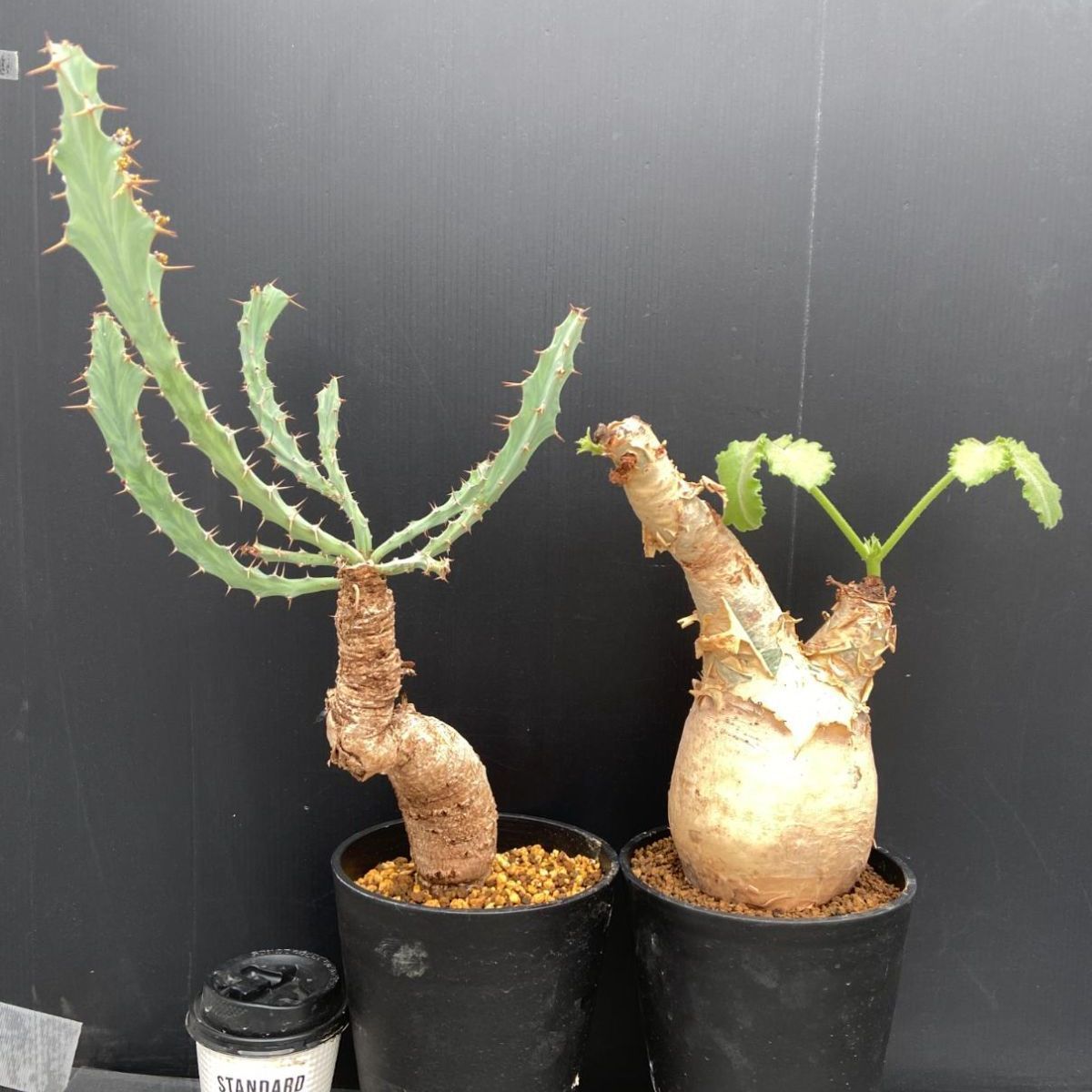 C034 「イベント品」C.マクロプス・E.ブルアナ　鉢植え2株セット【発根未確認・多肉植物・塊根植物】