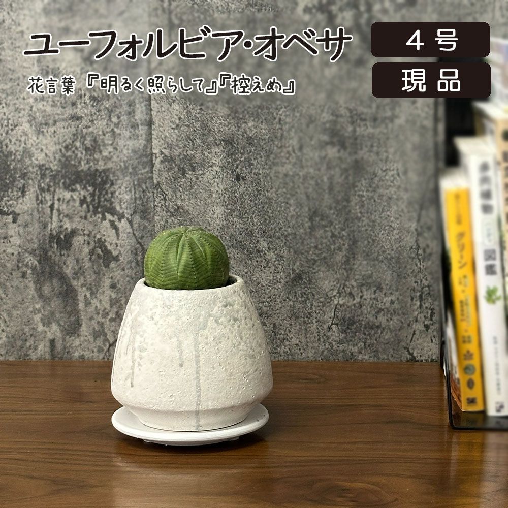 観葉植物 希少品種 ユーフォルビア オベサ 【現品】 レア 陶器鉢 多肉植物 おしゃれ 鉢植え 人気 お祝い 誕生日 父の日 贈り物 インテリア 送料無料