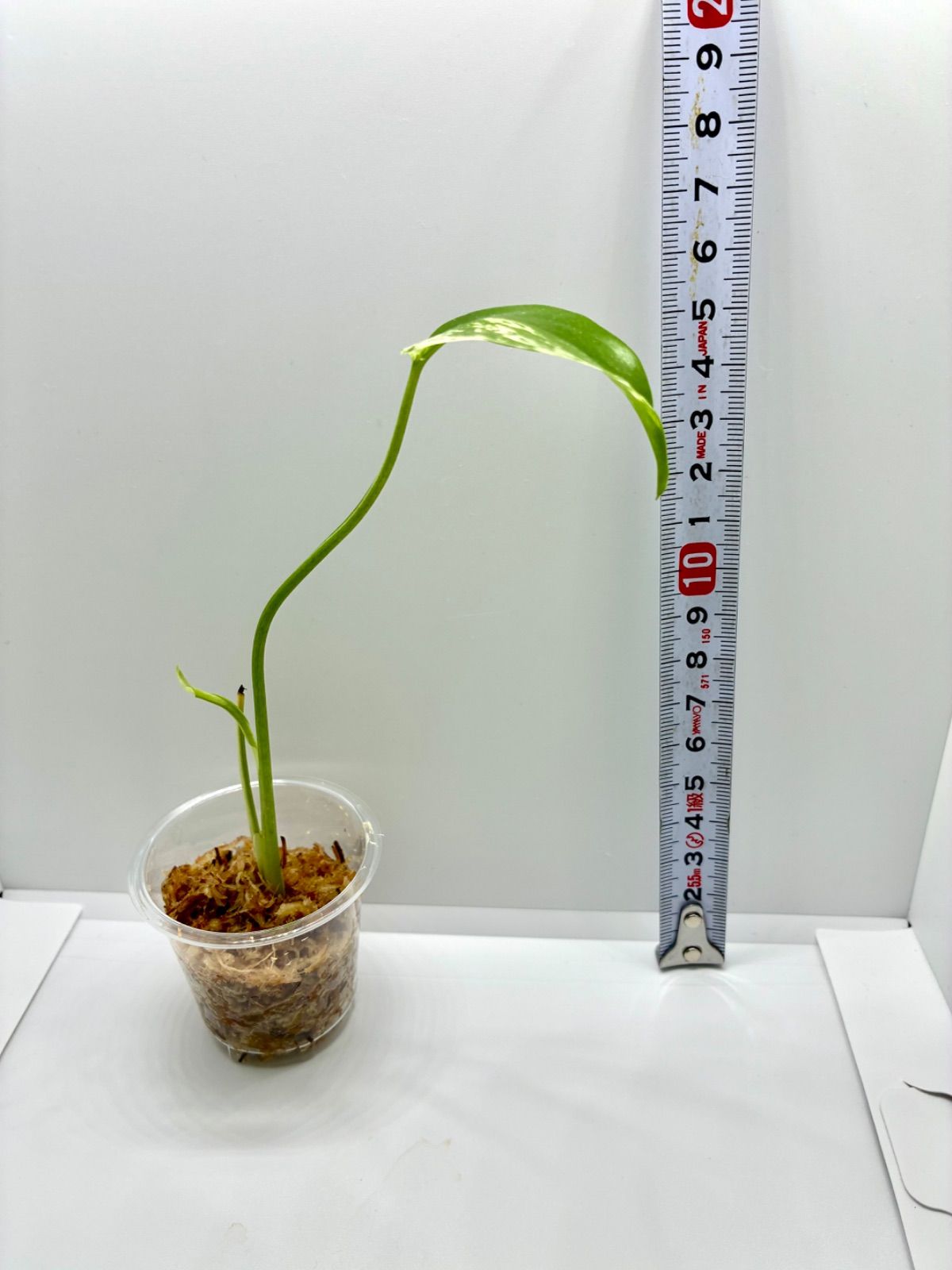モンステラ デリシオーサ ミント 斑入り ポット発送 - メルカリ
