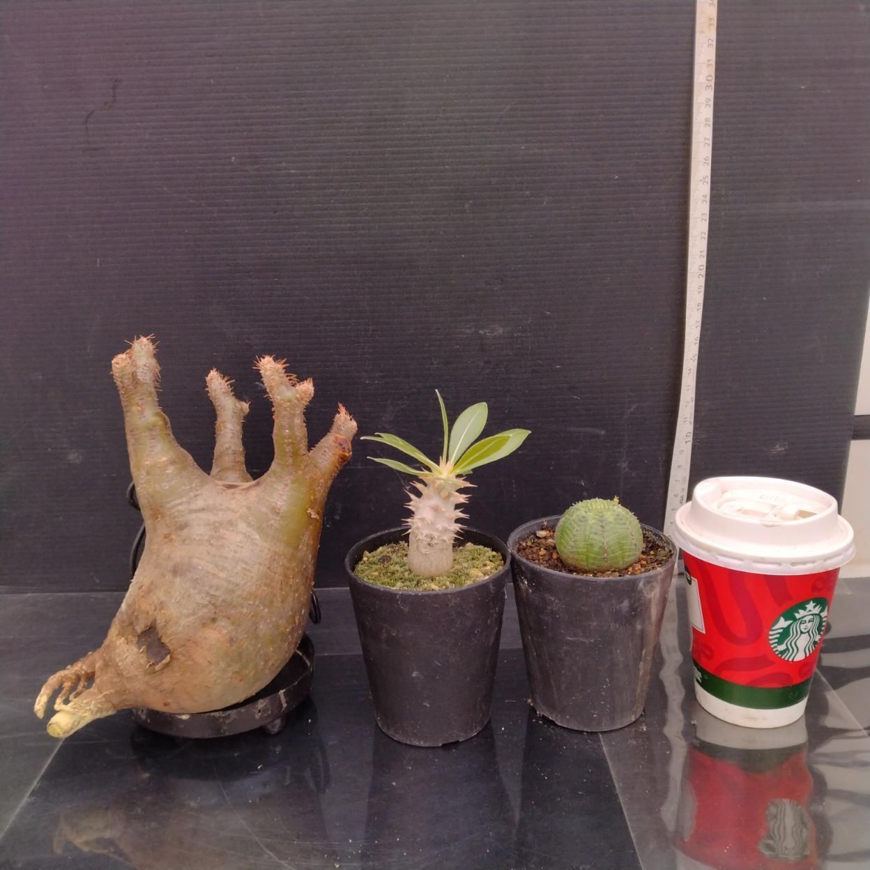 C362 「イベント品」P.グラキリスM・E.オベサ・P.ホロンベンセ実生　抜き苗+鉢植え3株セット【発根未確認・多肉植物・塊根植物】