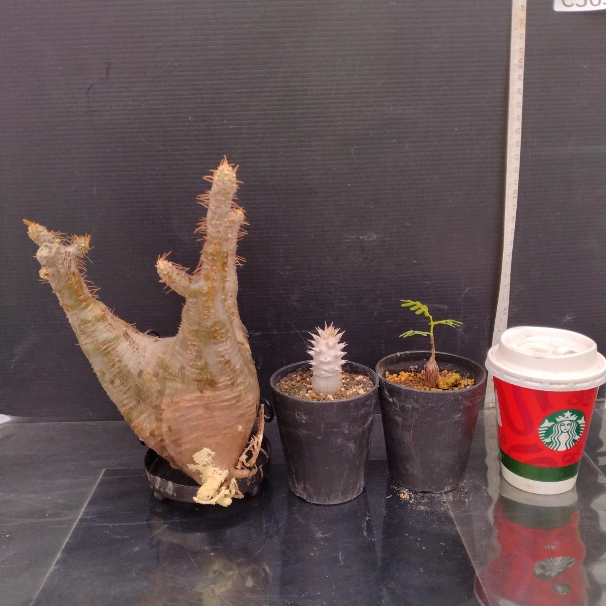 C365 「イベント品」P.グラキリスM・センナ実生・P.ホロンベンセ実生　抜き苗+鉢植え3株セット【発根未確認・多肉植物・塊根植物】