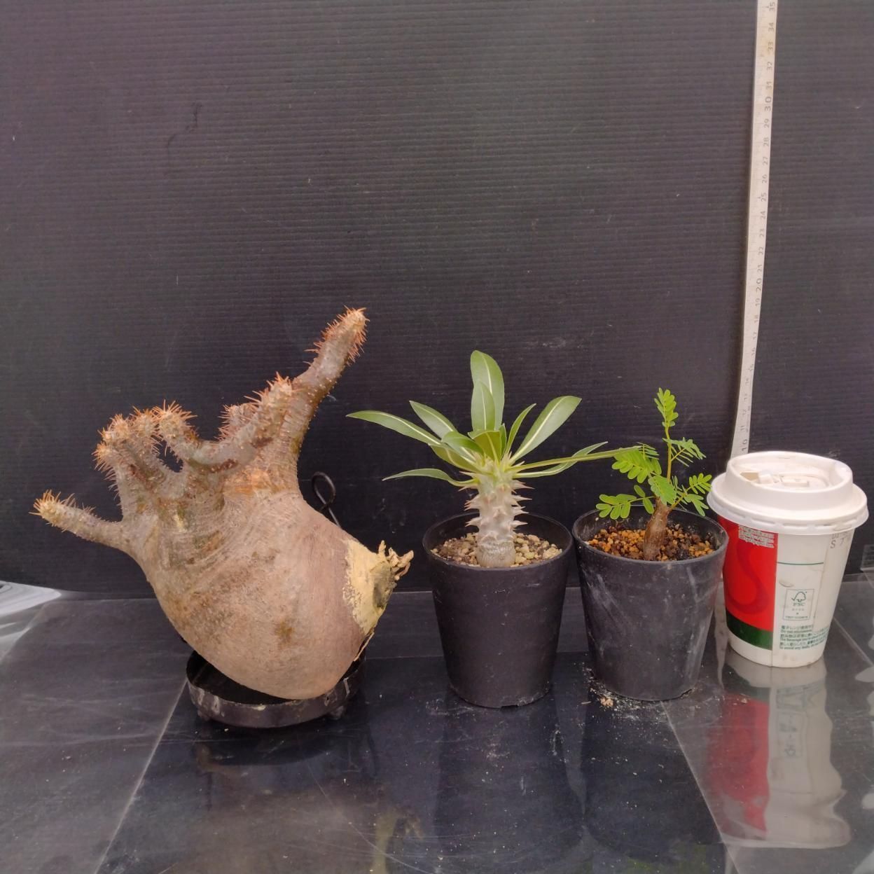 C366 「イベント品」P.グラキリスM・センナ実生・P.ホロンベンセ実生　抜き苗+鉢植え3株セット【発根未確認・多肉植物・塊根植物】