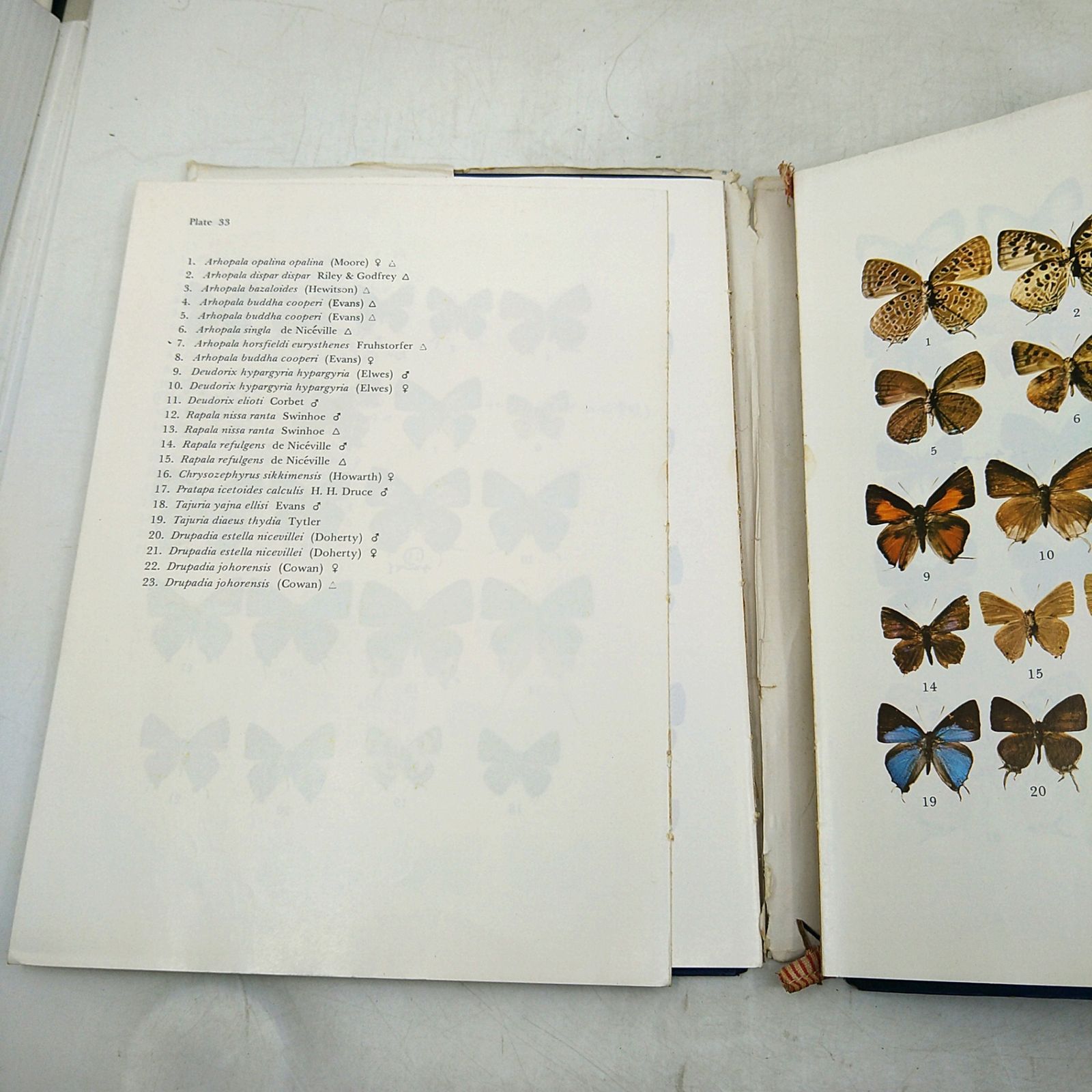 洋書・図鑑】Butteflies in Thailand 全6巻 ＋ 第3版の1・2巻セット