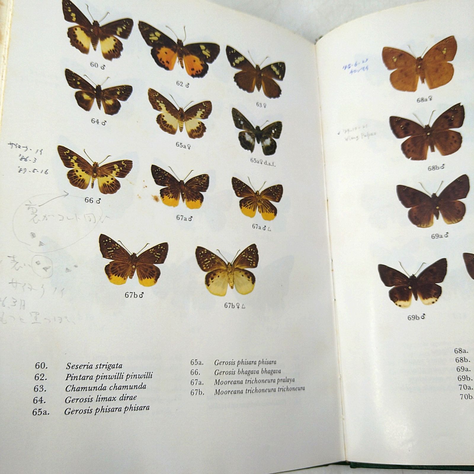 【洋書・図鑑】Butteflies in Thailand 全6巻 + 第3版の1・2巻セット タイの蝶 2606Ssy3 【洋書・図鑑】Butteflies in Thailand 全6巻 + 第3版の1・2巻セット タイの蝶 2606Ssy3
