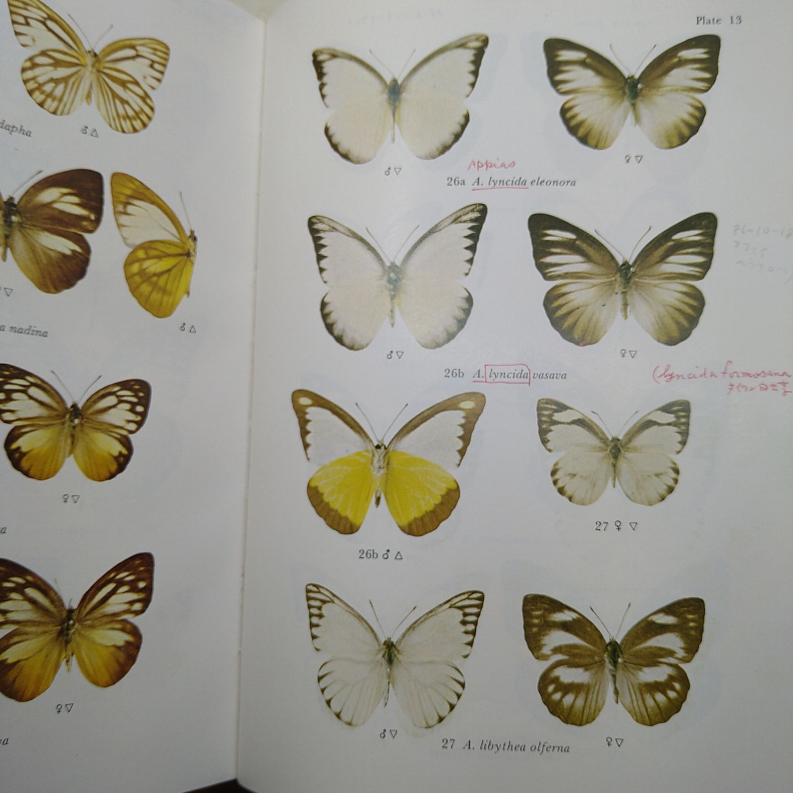 BUTTERFLIES IN THAILAND 全6巻セット 洋書・図鑑】Butteflies in Thailand 全6巻 ＋ 第3版の1・2巻セット