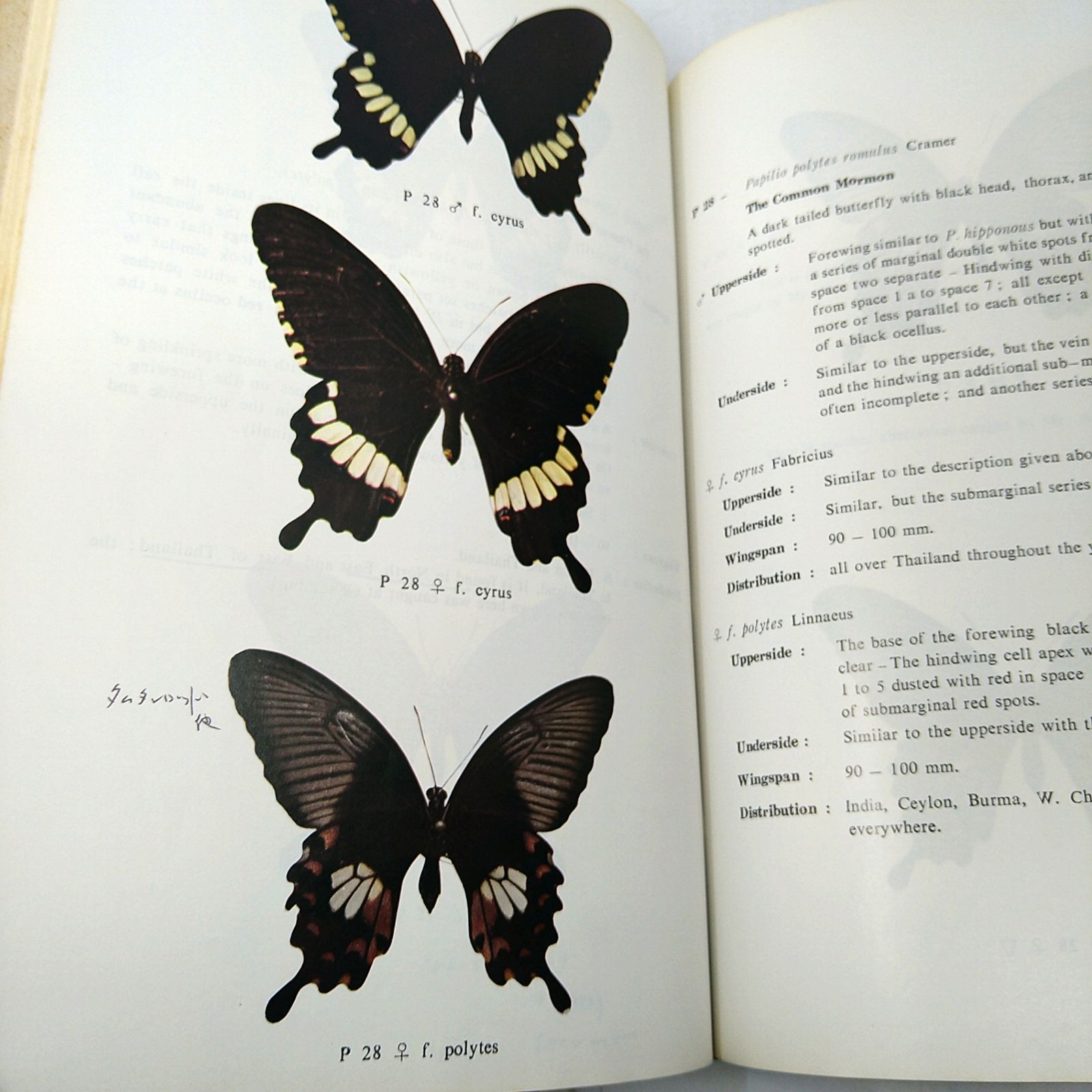 【洋書・図鑑】Butteflies in Thailand 全6巻 + 第3版の1・2巻セット タイの蝶 2606Ssy3 【洋書・図鑑】Butteflies in Thailand 全6巻 + 第3版の1・2巻セット タイの蝶 2606Ssy3
