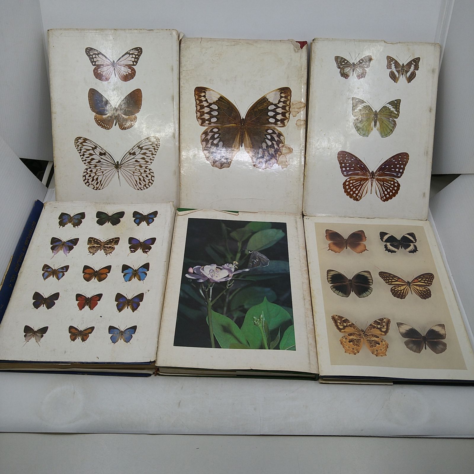 洋書・図鑑】Butteflies in Thailand 全6巻 ＋ 第3版の1・2巻セット