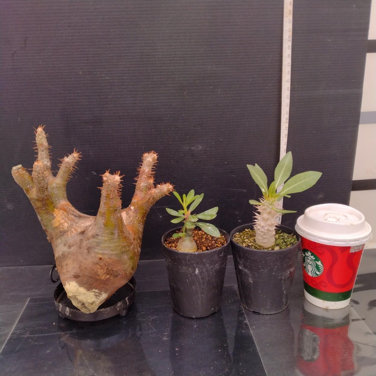 C367 「イベント品」P.グラキリスM・P.サキュレンタム実生・P.ホロンベンセ実生　抜き苗+鉢植え3株セット【発根未確認・多肉植物・塊根植物】