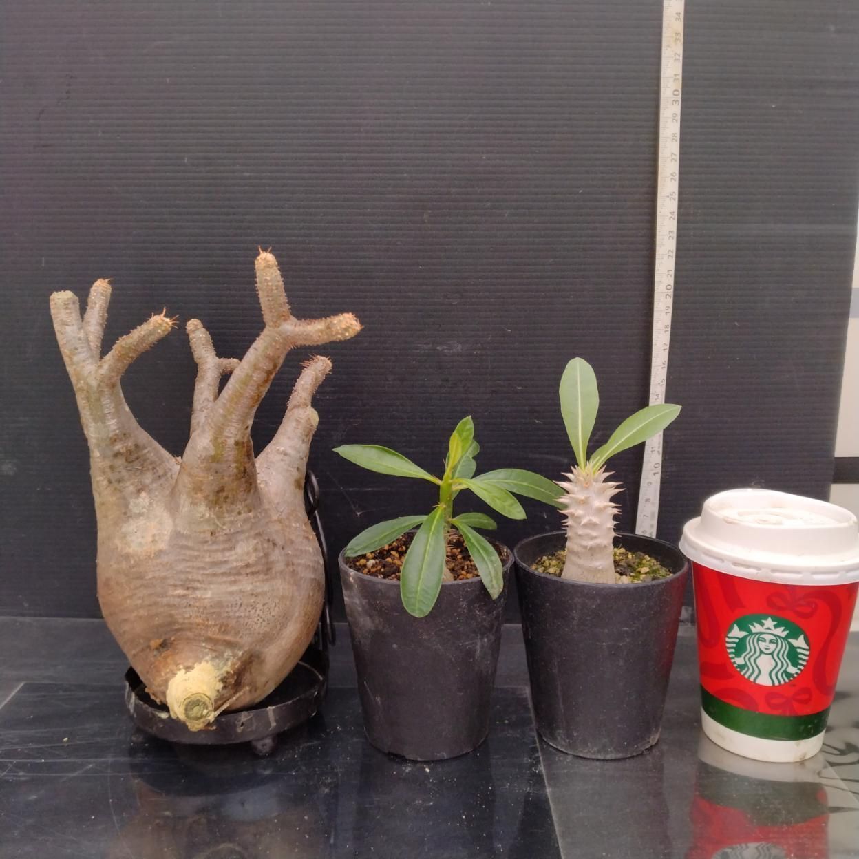 C369 「イベント品」P.グラキリスM・P.サキュレンタム実生・P.ホロンベンセ実生　抜き苗+鉢植え3株セット【発根未確認・多肉植物・塊根植物】