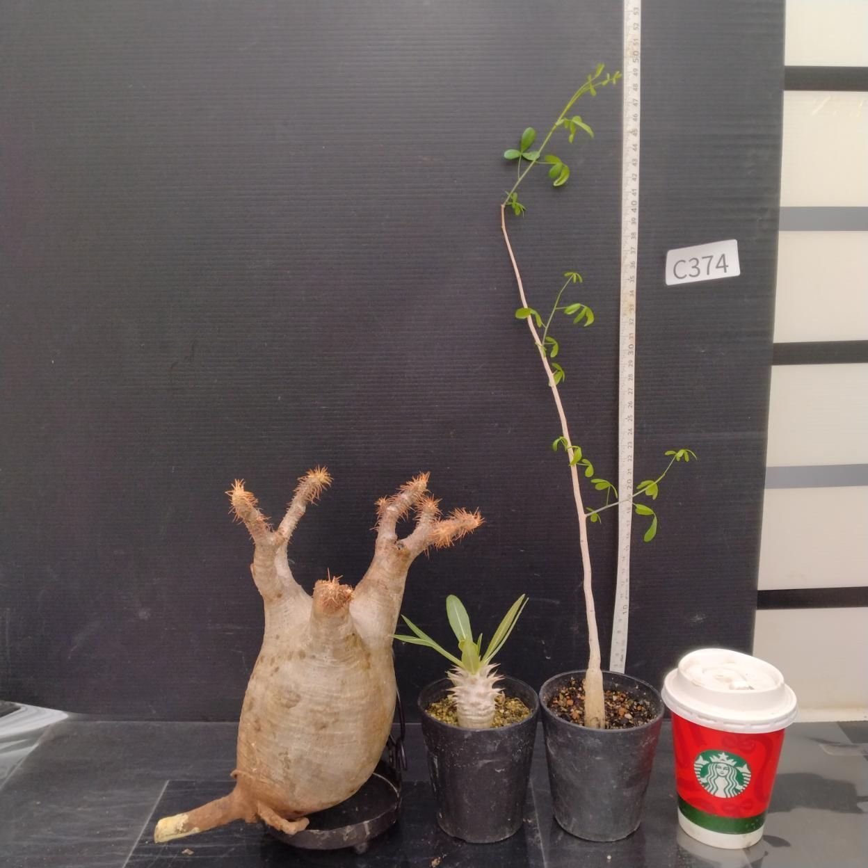C374 「イベント品」P.グラキリスM・C.フンベルティ実生・P.ホロンベンセ実生　抜き苗+鉢植え3株セット【発根未確認・多肉植物・塊根植物】