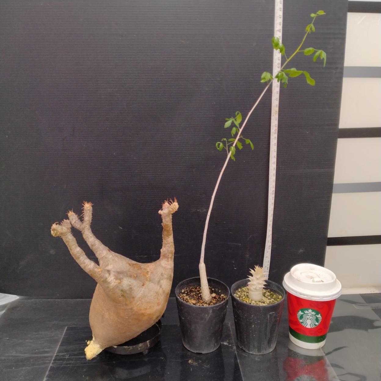 C375 「イベント品」P.グラキリスM・C.フンベルティ実生・P.ホロンベンセ実生　抜き苗+鉢植え3株セット【発根未確認・多肉植物・塊根植物】