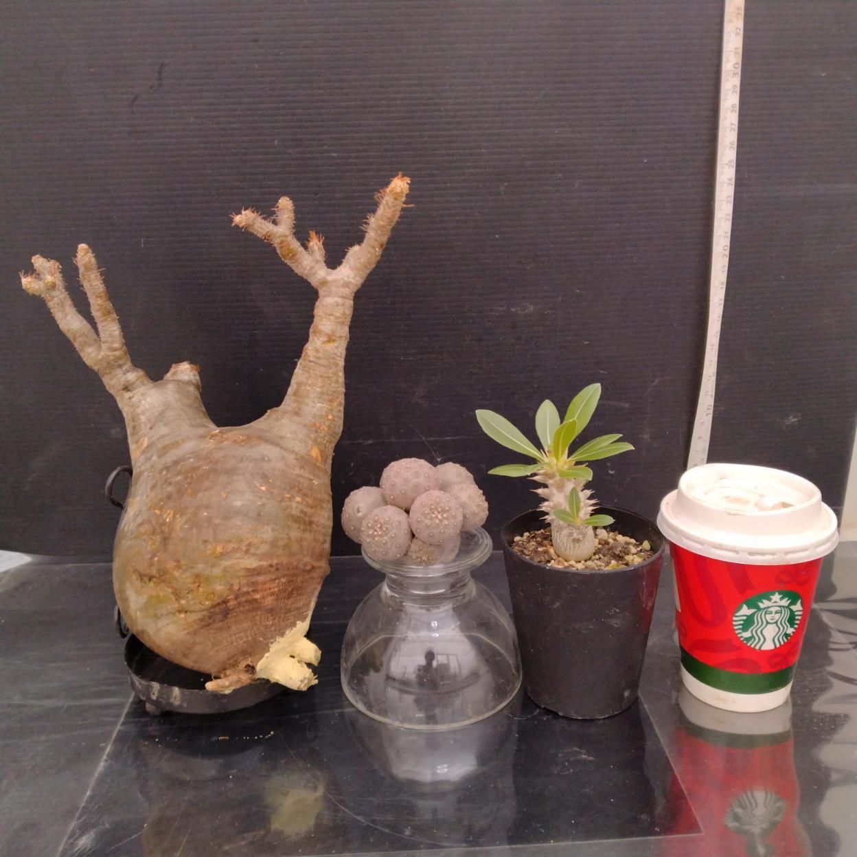 C377 「イベント品」P.グラキリスM・T.ゲオメトリクス・P.ホロンベンセ実生　抜き苗+鉢植え3株セット【発根未確認・多肉植物・塊根植物】