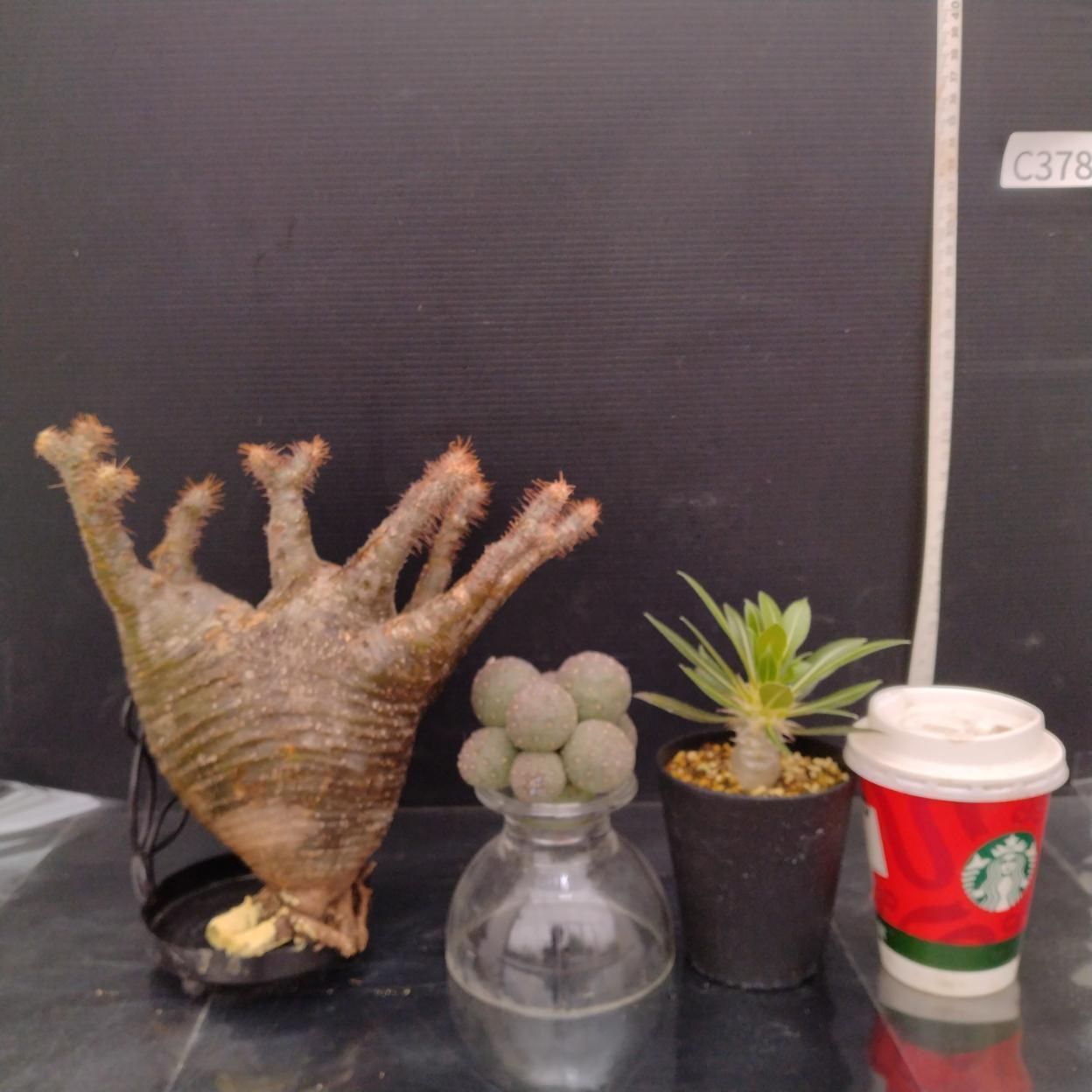 C378 「イベント品」P.グラキリスM・T.ゲオメトリクス・P.ホロンベンセ実生　抜き苗+鉢植え3株セット【発根未確認・多肉植物・塊根植物】