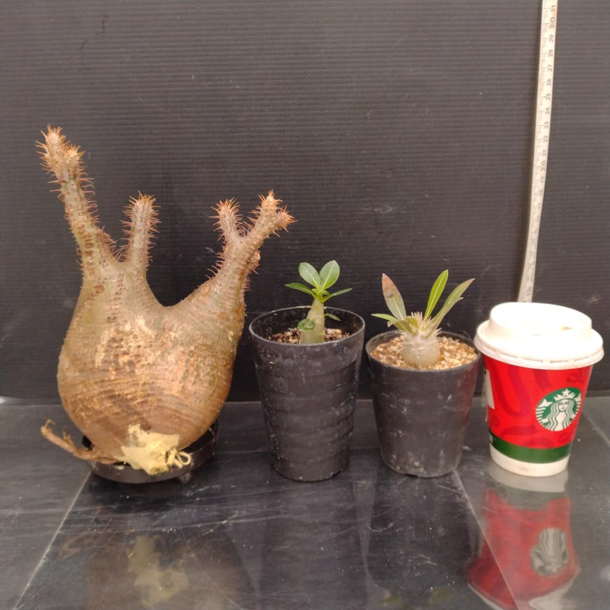 C379 「イベント品」P.グラキリスM・A.ドワーフ実生・P.ホロンベンセ実生　抜き苗+鉢植え3株セット【発根未確認・多肉植物・塊根植物】