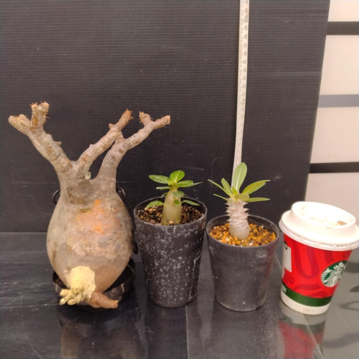 C381 「イベント品」P.グラキリスM・A.ドワーフ実生・P.ホロンベンセ実生　抜き苗+鉢植え3株セット【発根未確認・多肉植物・塊根植物】