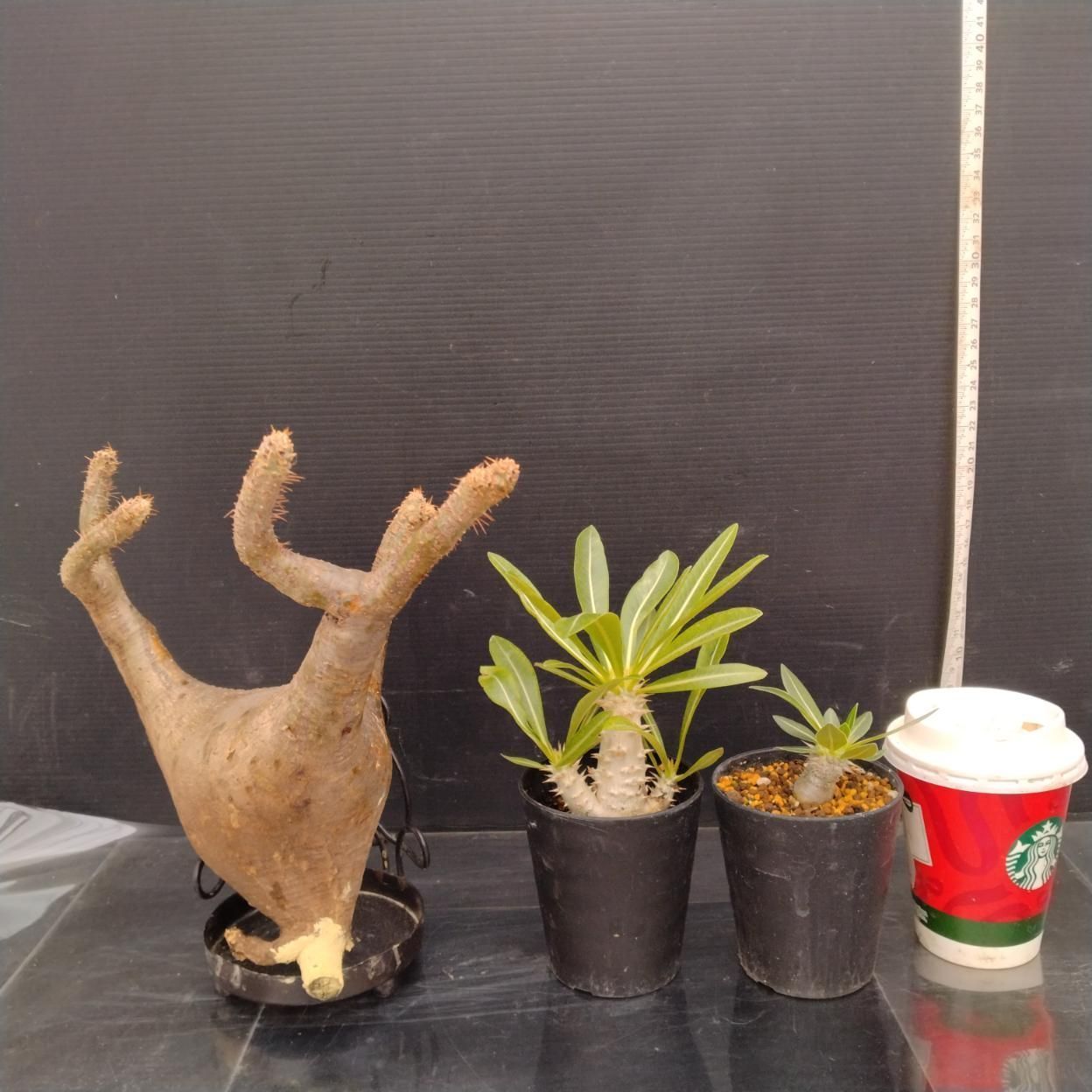 C385 「イベント品」P.グラキリスM・A.デンシフロラム実生・P.ホロンベンセ実生　抜き苗+鉢植え3株セット【発根未確認・多肉植物・塊根植物】