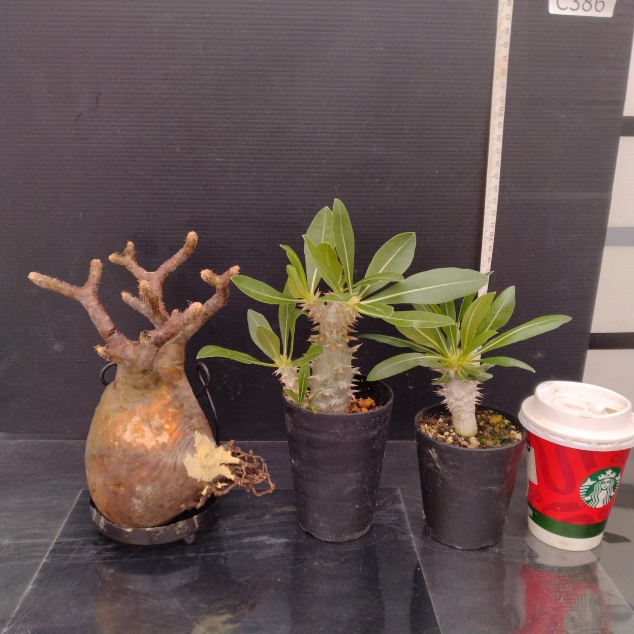 C386 「イベント品」P.グラキリスM・A.デンシフロラム実生・P.ホロンベンセ実生　抜き苗+鉢植え3株セット【発根未確認・多肉植物・塊根植物】