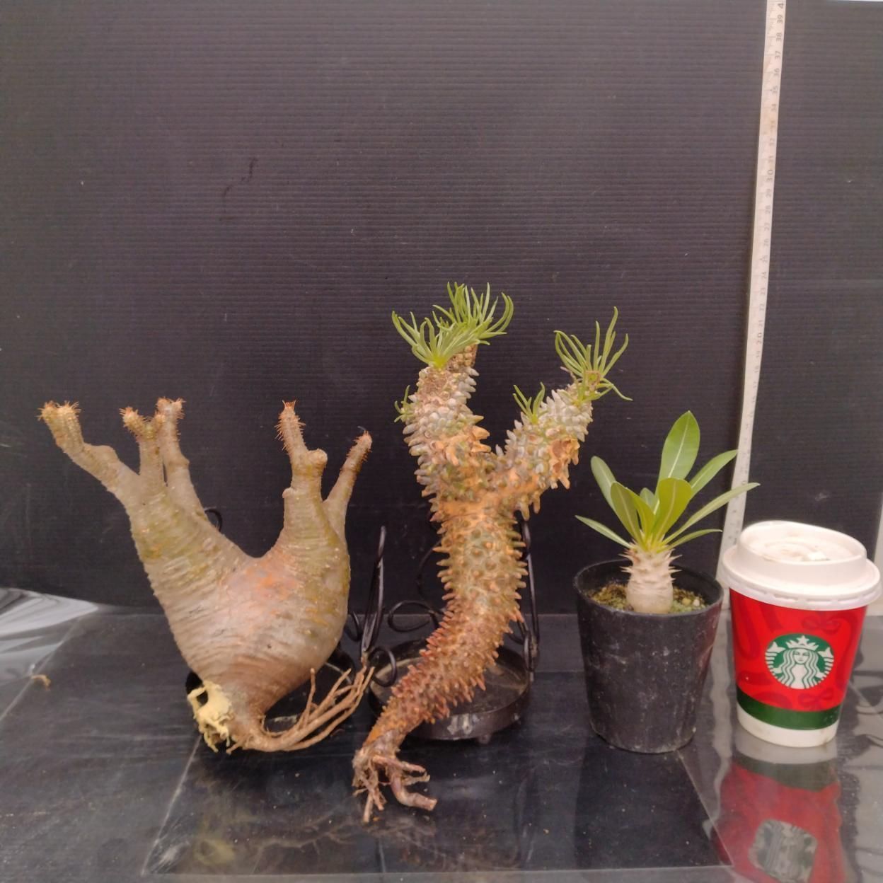 C389 「イベント品」P.グラキリスM・T.ワリチー・P.ホロンベンセ実生　抜き苗+鉢植え3株セット【発根未確認・多肉植物・塊根植物】