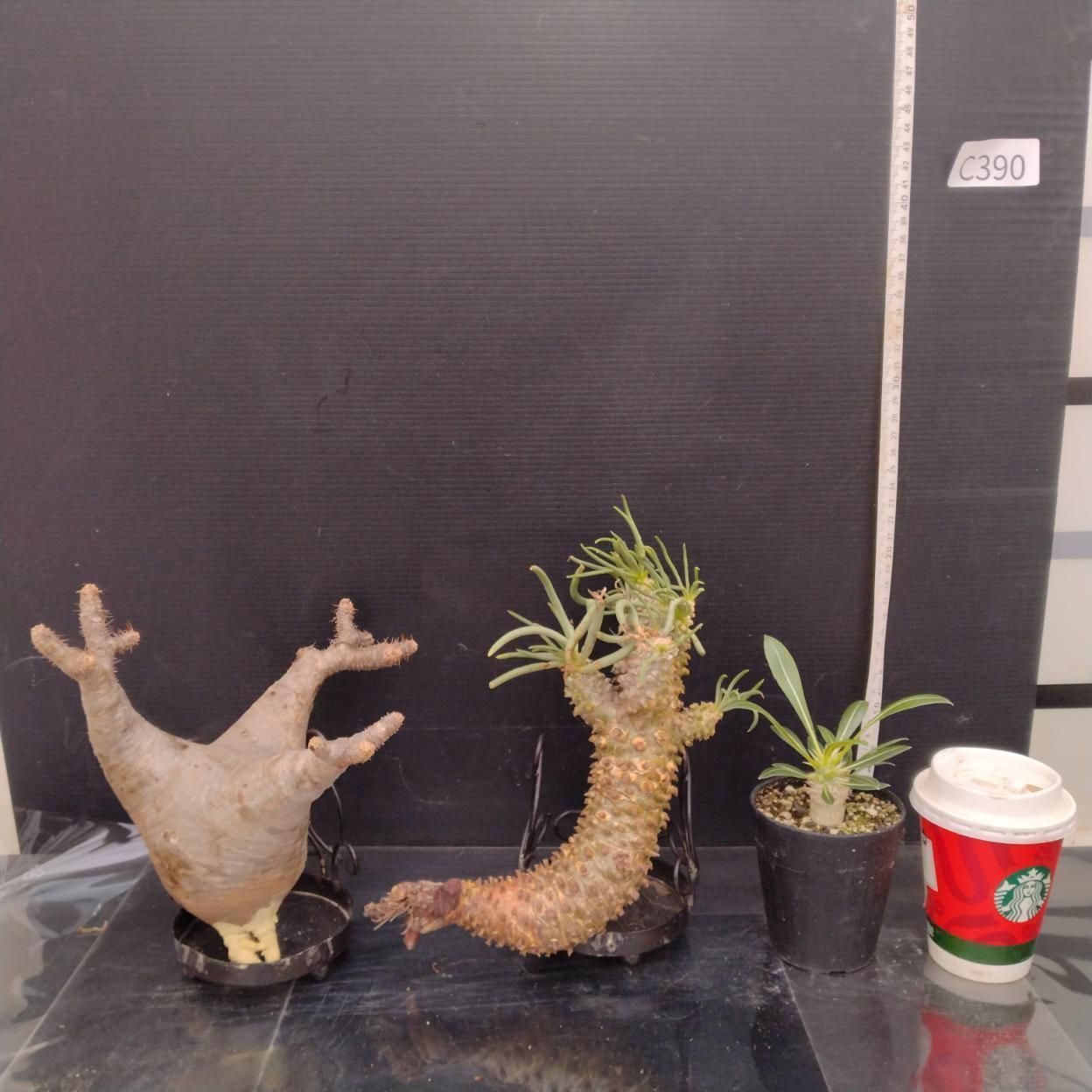 C390 「イベント品」P.グラキリスM・T.ワリチー・P.ホロンベンセ実生　抜き苗+鉢植え3株セット【発根未確認・多肉植物・塊根植物】