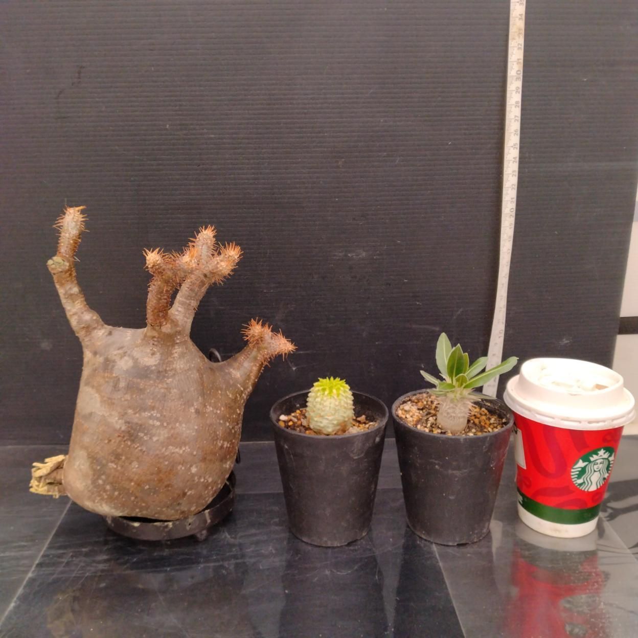 C391 「イベント品」P.グラキリスM・E.バリダ斑入り・P.ホロンベンセ実生　抜き苗+鉢植え3株セット【発根未確認・多肉植物・塊根植物】