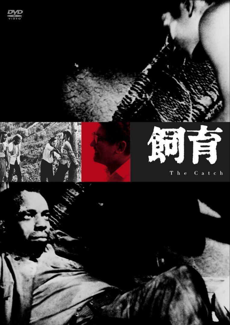 飼育 [DVD]