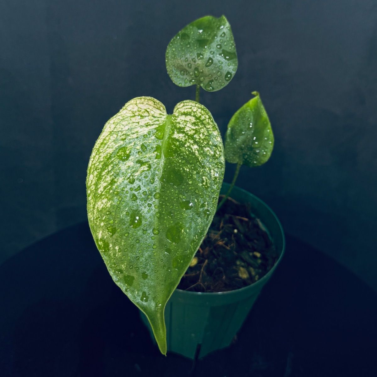 【希少株】Monstera Devil Monster モンステラデリシオーサ デビル