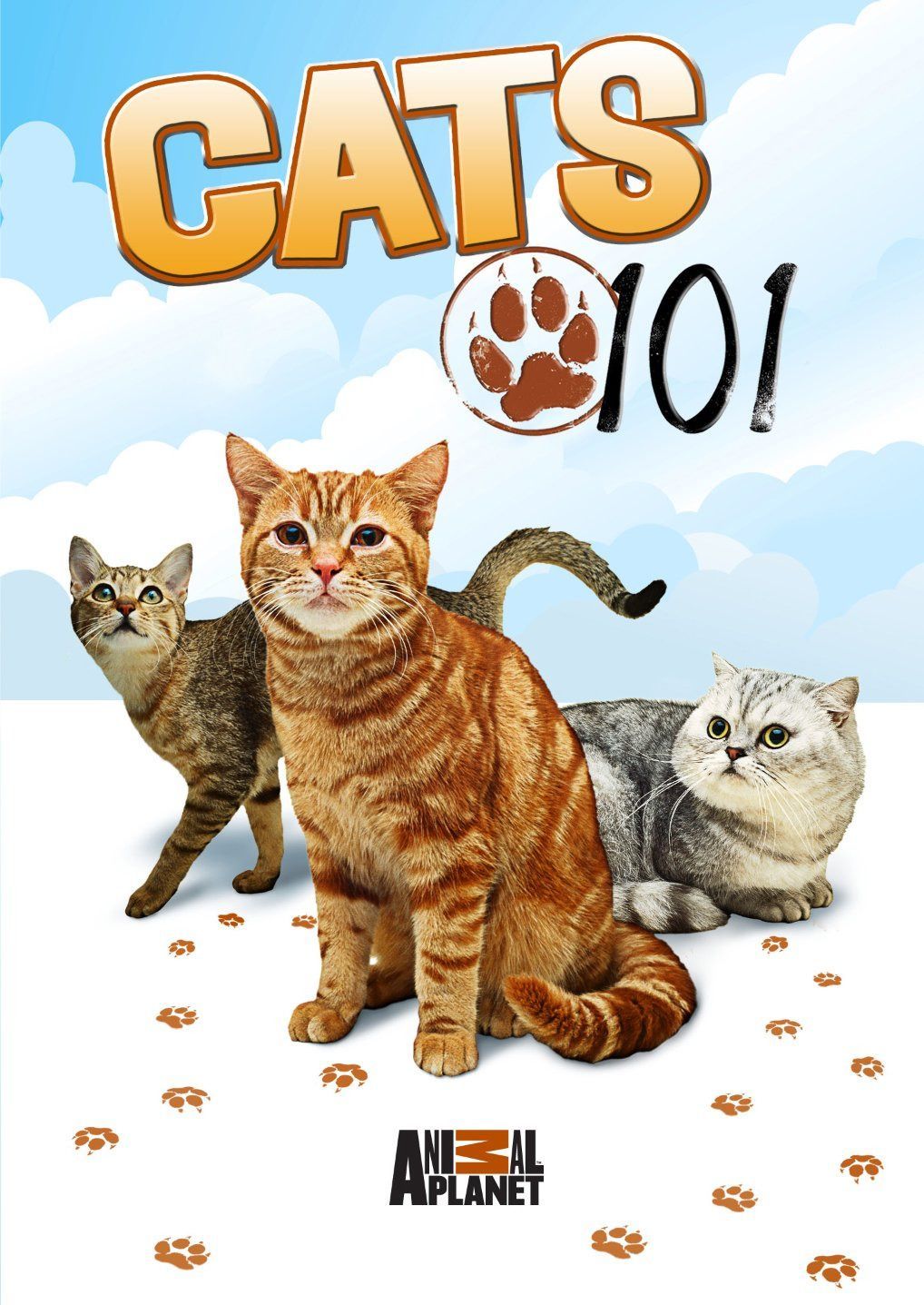 Cats 101 [DVD]