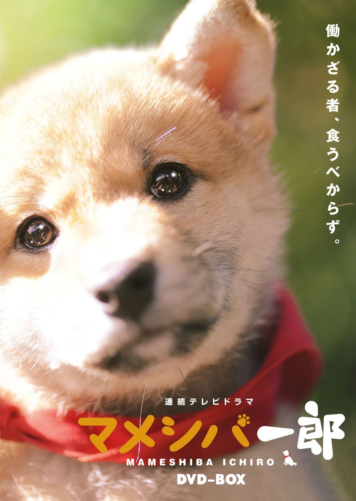 連続テレビドラマ マメシバ一郎 DVD-BOX
