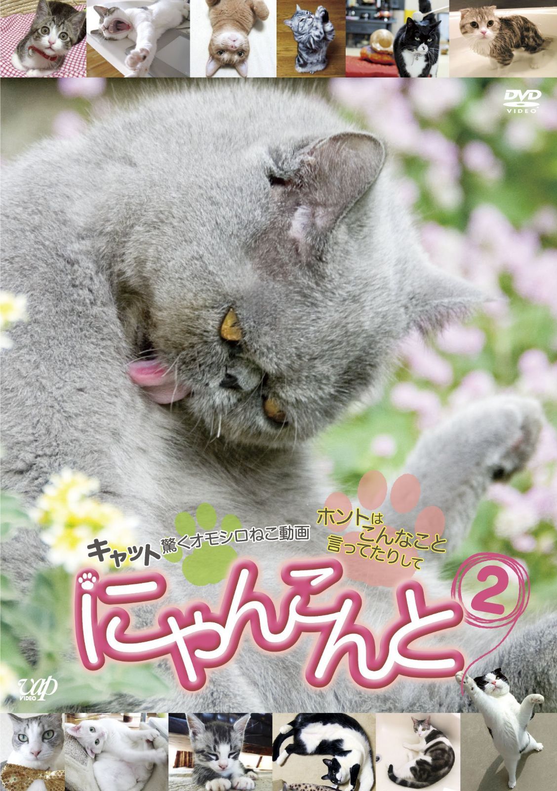 にゃんこんと2~キャット驚くオモシロねこ動画 ホントはこんなこと言ってたりして~ [DVD]