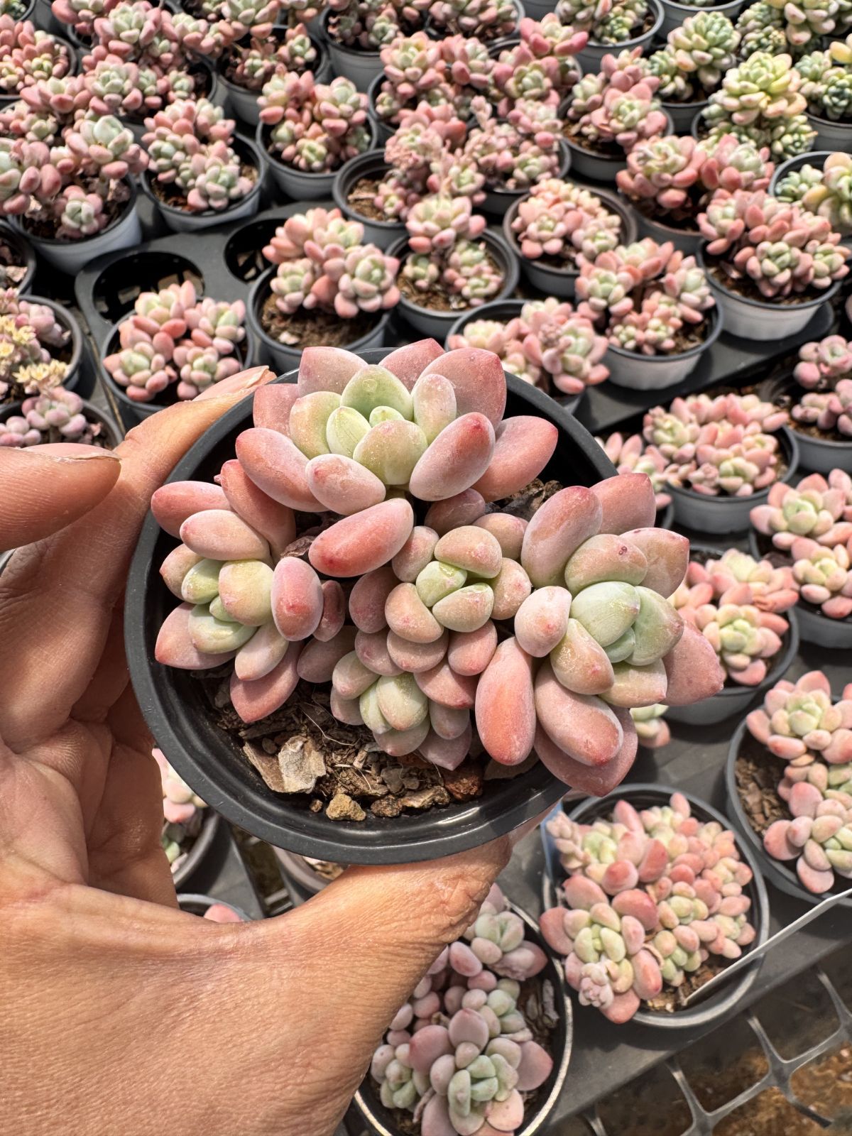 新入荷　18株の抜き苗セット　ラクジン　多肉植物　佐川急便発送　エケベリア　セダム　韓国苗　Z6209