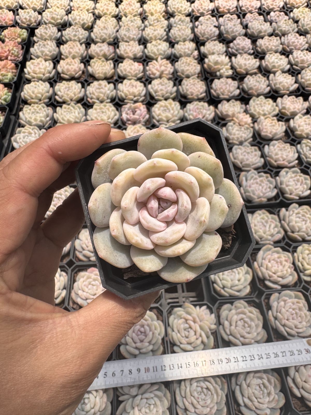 新入荷 24株の抜き苗セット オレンジムーロン 多肉植物 佐川急便発送