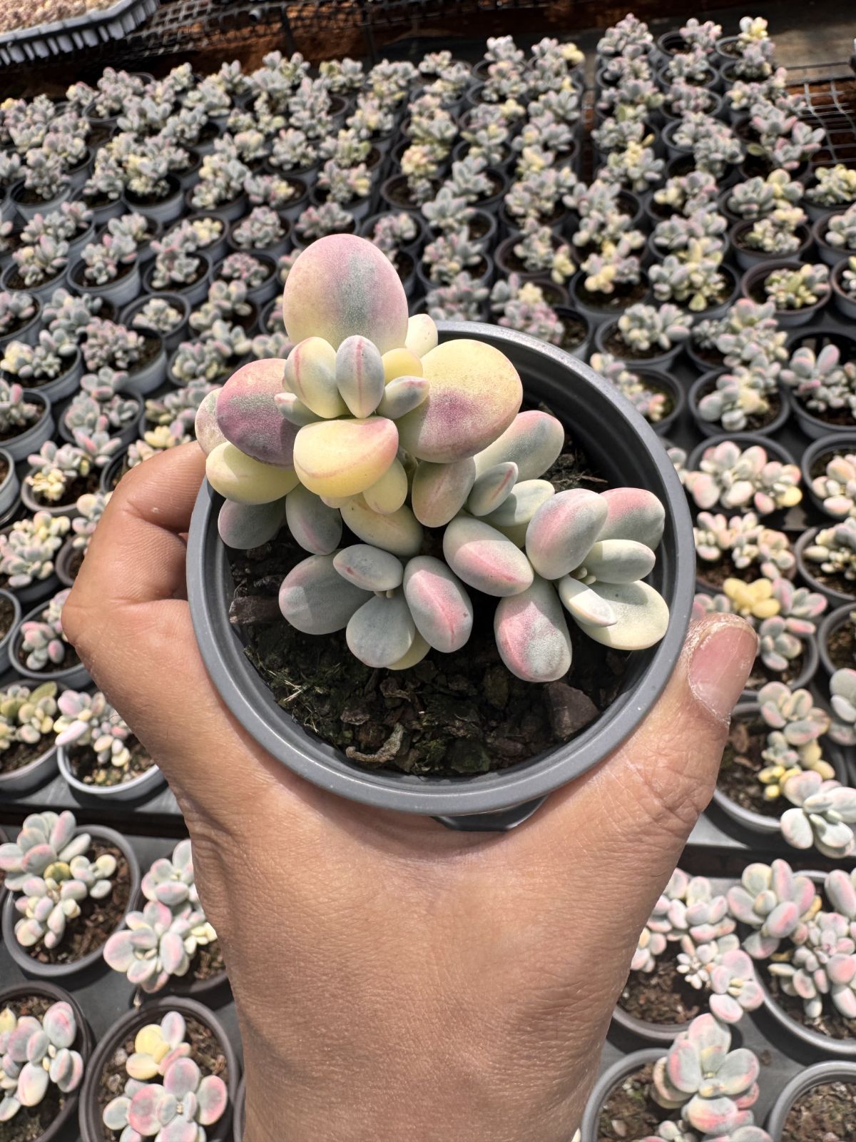 新入荷　18株の抜き苗セット　ピンポンフクムスメニシキ　多肉植物　佐川急便発送　エケベリア　セダム　韓国苗　Z6224