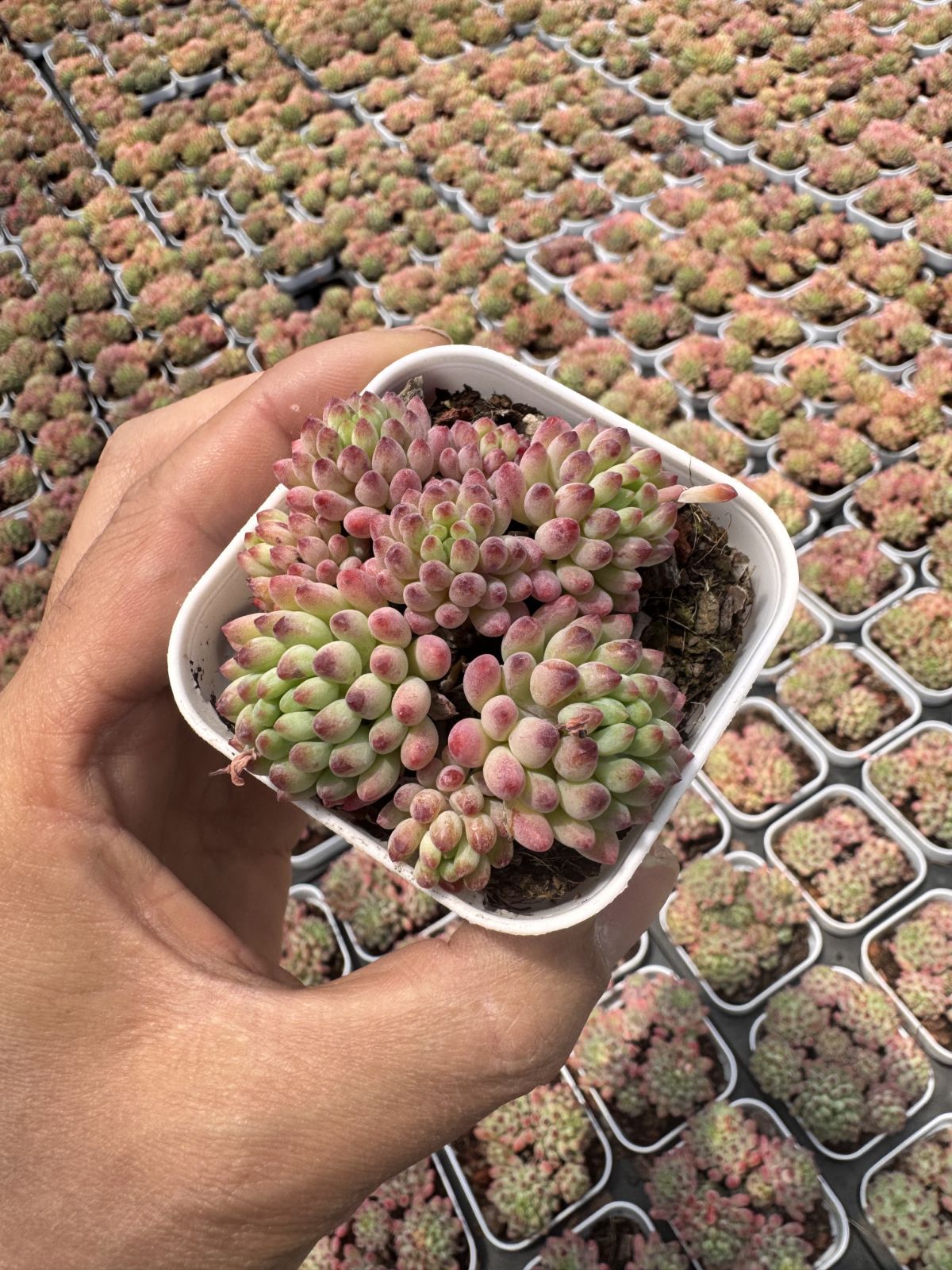 新入荷　24株の抜き苗セット　ハナビ　多肉植物　佐川急便発送　エケベリア　セダム　韓国苗　Z6230