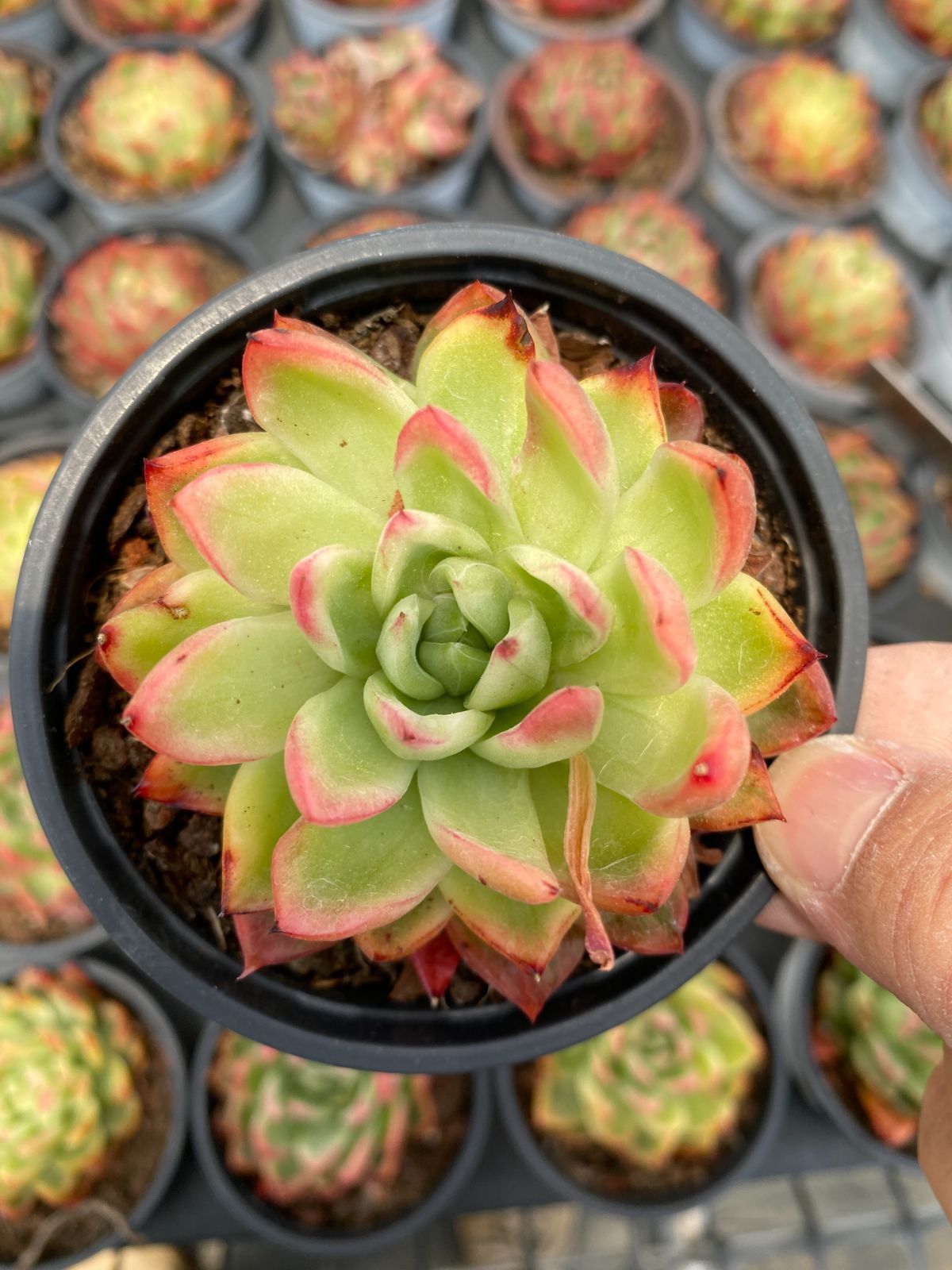 新入荷 18株の抜き苗セット クリスタルジェニーニシキ 多肉植物 佐川急便発送 エケベリア セダム 韓国苗 Z6260