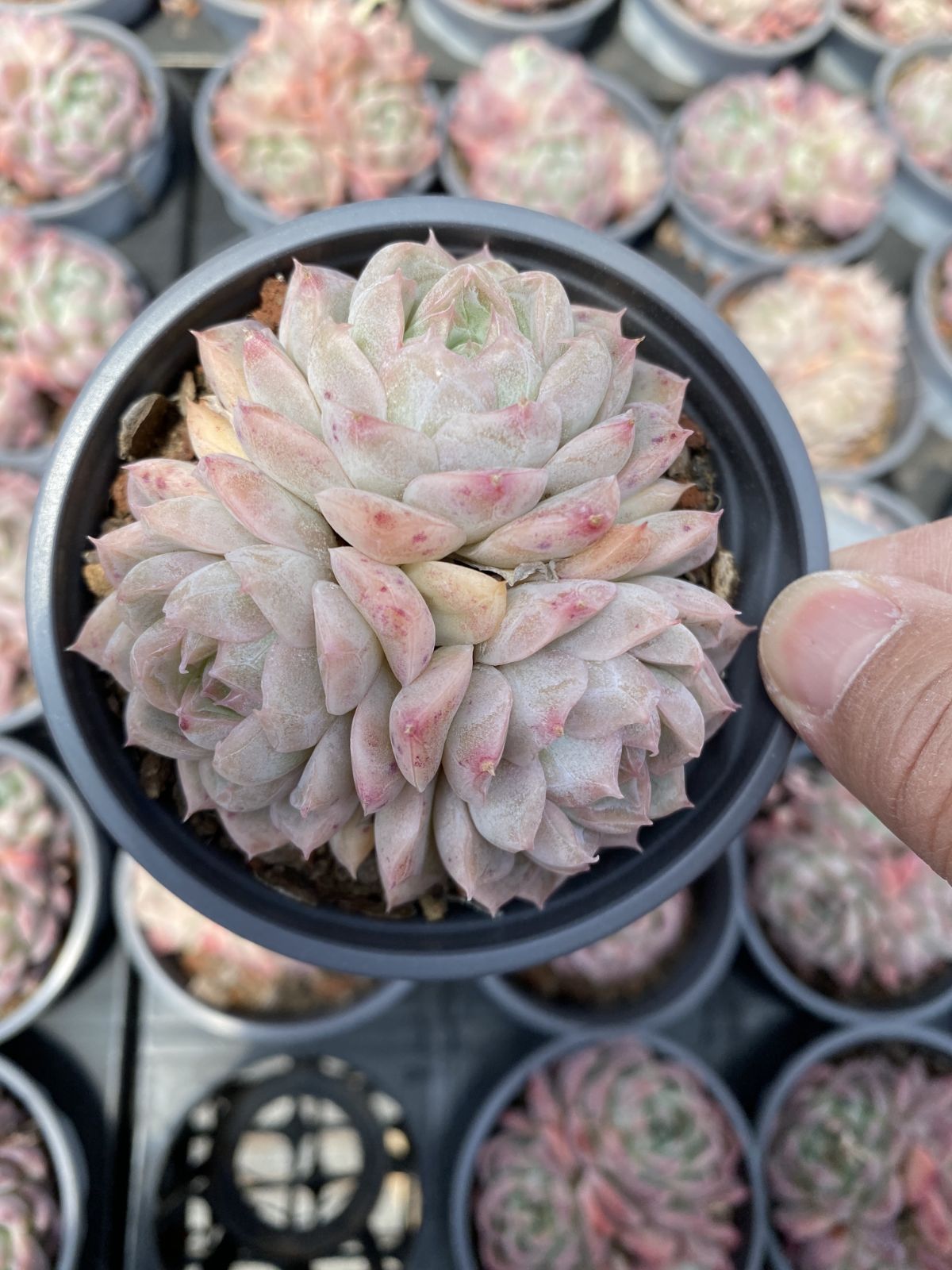 新入荷　18株の抜き苗セット　ヤンシャンシュエグンショウ　多肉植物　佐川急便発送　エケベリア　セダム　韓国苗　Z6258