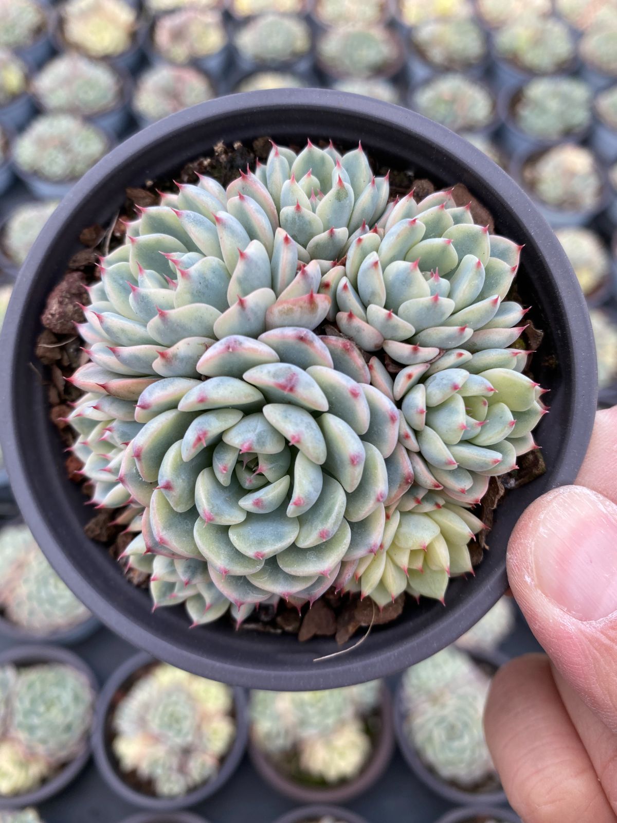新入荷　18株の抜き苗セット　グンショウジーリエンジン　多肉植物　佐川急便発送　エケベリア　セダム　韓国苗　Z6263